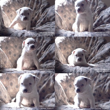 Medium Photo #1 American Bulldog Puppy For Sale in COLUMBUS, OH, USA