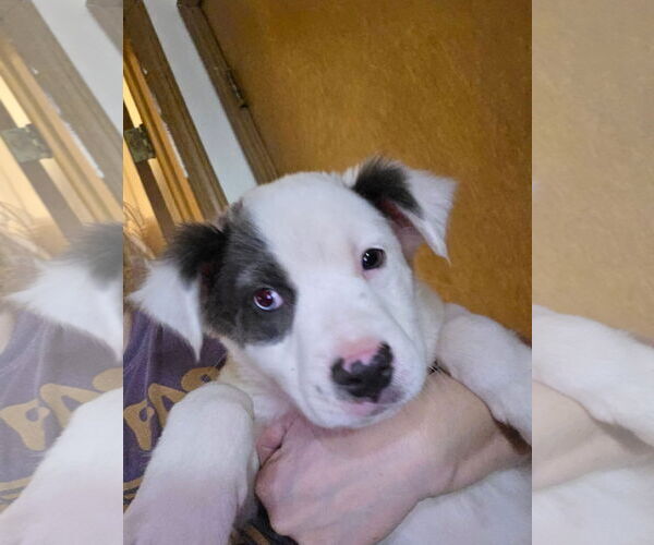 Medium Photo #4 Mutt Puppy For Sale in New London, WI, USA