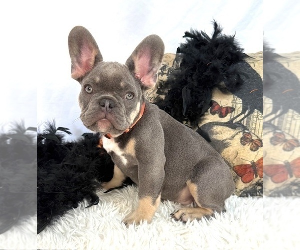 Medium Photo #2 French Bulldog Puppy For Sale in LAKE CITY, FL, USA