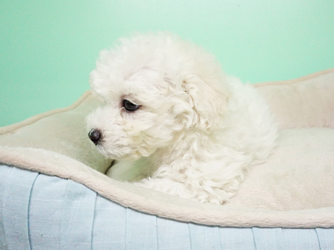 Medium Photo #2 Maltipoo Puppy For Sale in LA MIRADA, CA, USA