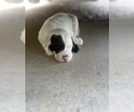 Puppy Chestnut ticked Llewellin Setter