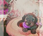 Small Photo #2 Cavachon-Poodle (Miniature) Mix Puppy For Sale in FREWSBURG, NY, USA