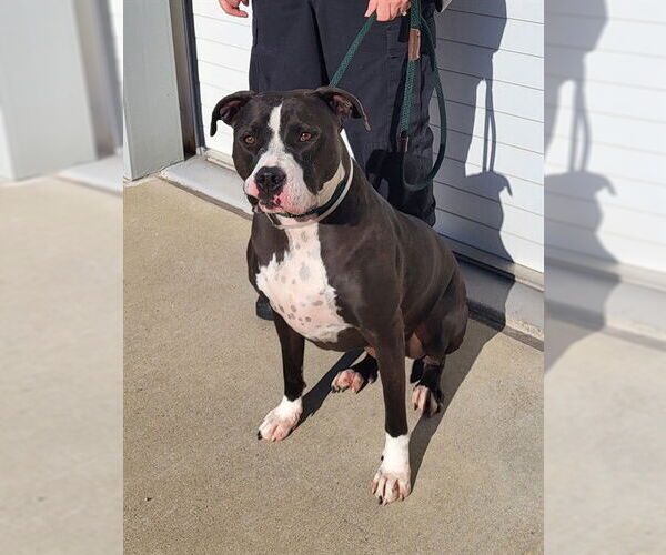 Medium Photo #1 American Bulldog Puppy For Sale in Louisville, KY, USA