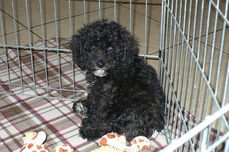 Cockapoo Puppy for sale in TUCSON, AZ, USA
