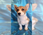 Small Photo #3 Pembroke Welsh Corgi Puppy For Sale in WINDSOR, CO, USA