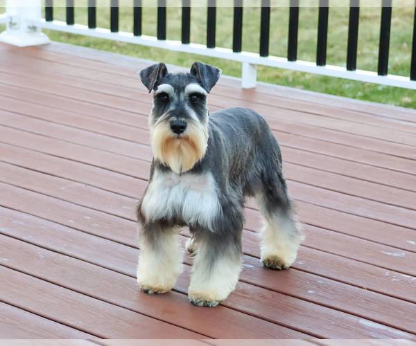 Medium Photo #1 Schnauzer (Miniature) Puppy For Sale in SYRACUSE, IN, USA