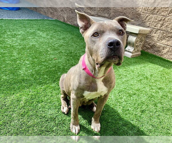 Medium Photo #2 American Pit Bull Terrier-Unknown Mix Puppy For Sale in Moreno Valley, CA, USA