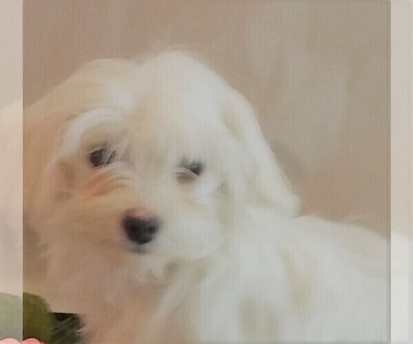 Medium Photo #1 Maltipoo Puppy For Sale in CASSVILLE, MO, USA
