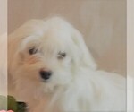 Small Photo #1 Maltipoo Puppy For Sale in CASSVILLE, MO, USA