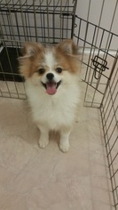 Pomeranian Puppy for sale in HENDERSON, NC, USA