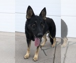 Small Photo #1 German Shepherd Dog Puppy For Sale in BRIGHTON, CO, USA