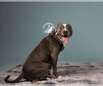 Small #11 American Pit Bull Terrier