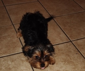 Yorkshire Terrier Puppy for sale in CLEVELAND, OH, USA