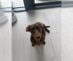 Small Photo #8 Dachshund Puppy For Sale in Weston, FL, USA