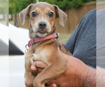 Small Photo #4 Retriever -Unknown Mix Puppy For Sale in Washington, DC, USA