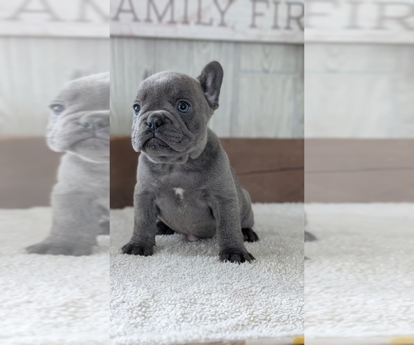 Medium Photo #8 French Bulldog Puppy For Sale in GOSHEN, IN, USA