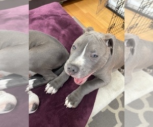 American Pit Bull Terrier Puppy for sale in YORKTOWN HTS, NY, USA