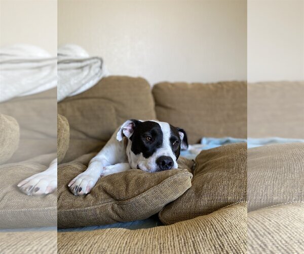 Medium Photo #7 Boxer-Pointer Mix Puppy For Sale in Chandler, AZ, USA