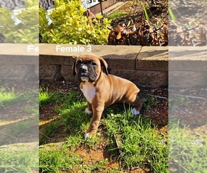 Boxer Puppy for sale in PELZER, SC, USA