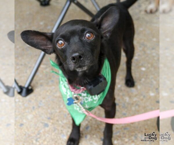 Medium Photo #6 Chihuahua-Unknown Mix Puppy For Sale in Washington, DC, USA