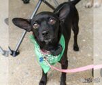 Small Photo #6 Chihuahua-Unknown Mix Puppy For Sale in Washington, DC, USA