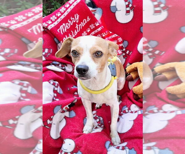 Medium Photo #4 Chihuahua-Unknown Mix Puppy For Sale in Missouri City, TX, USA