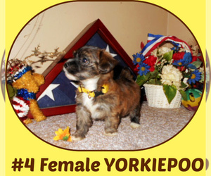 Yorkipoo Puppy for sale in BOILING SPRINGS, SC, USA