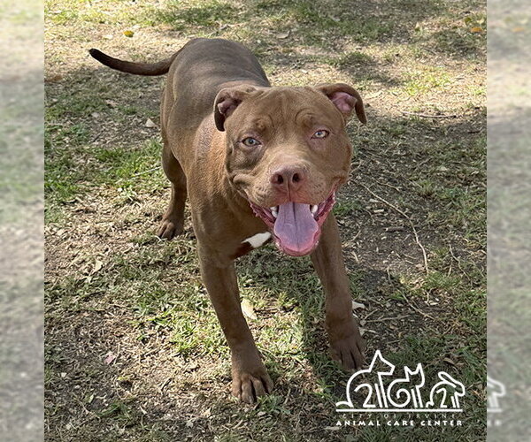 Medium Photo #1 Mutt Puppy For Sale in Irvine, CA, USA