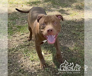 Mutt Dogs for adoption in Irvine, CA, USA