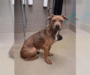 Mutt Dog for Adoption in Las Vegas, Nevada USA