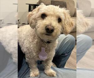 Poodle (Miniature) Dogs for adoption in Fort Collins, CO, USA