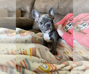French Bulldog Puppy for sale in COMMERCE, GA, USA