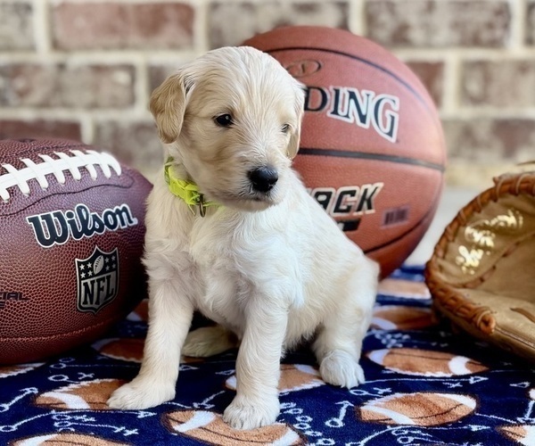 Medium Photo #14 Goldendoodle Puppy For Sale in RED OAK, TX, USA