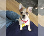Small #2 Chihuahua Mix