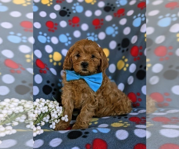 Medium Photo #5 Cavapoo Puppy For Sale in CHRISTIANA, PA, USA