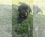 Puppy Luna Labrador Retriever