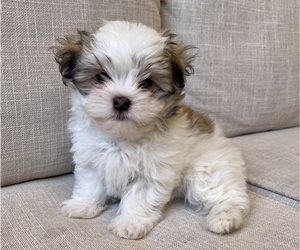 Mal-Shi Puppy for sale in VALRICO, FL, USA