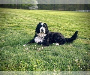 Father of the Bernedoodle puppies born on 05/10/2026