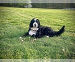 Small Photo #1 Bernedoodle Puppy For Sale in MARTINSVILLE, IN, USA
