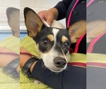 Small #3 Jack Russell Terrier-Toy Fox Terrier Mix