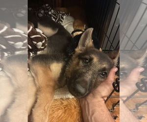 German Shepherd Dog Puppy for sale in LOUDON, TN, USA