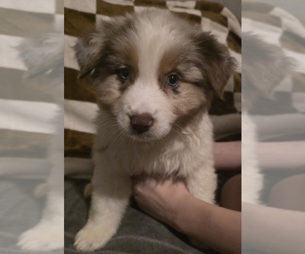 Medium Photo #2 Australian Shepherd Puppy For Sale in ROY, UT, USA