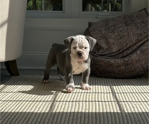 Olde English Bulldogge Puppy for Sale in LATHAM, New York USA