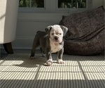 Small Olde English Bulldogge