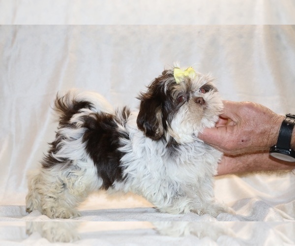 Medium Photo #8 Shih Tzu Puppy For Sale in DYERSBURG, TN, USA