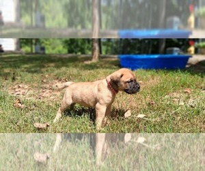 Bullmastiff Puppy for sale in CAMDEN, TN, USA