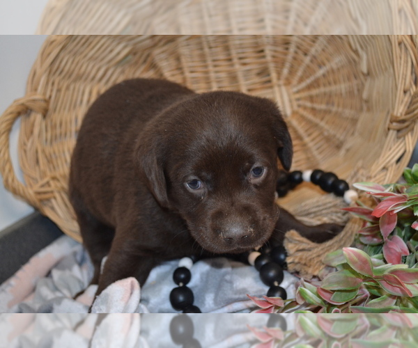Medium Photo #4 Labrador Retriever Puppy For Sale in GREENWOOD, WI, USA