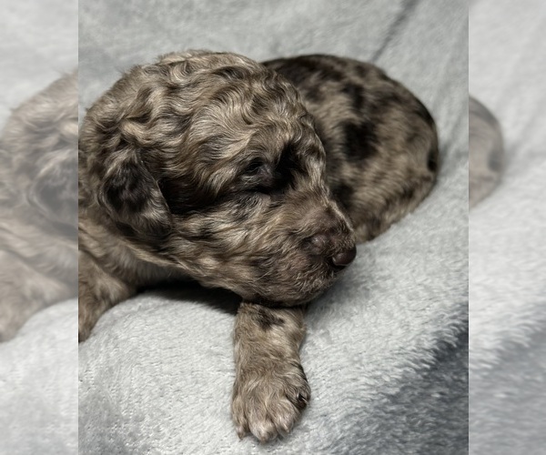 Medium Photo #26 Goldendoodle Puppy For Sale in HOWARD CITY, MI, USA