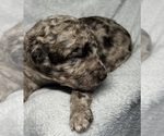 Small #1 Goldendoodle