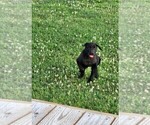 Small Photo #4 Labrador Retriever Puppy For Sale in SEDLEY, VA, USA